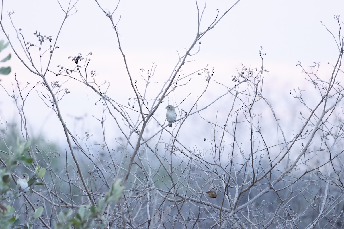 Parrot-billed Seedeater - ML643172637