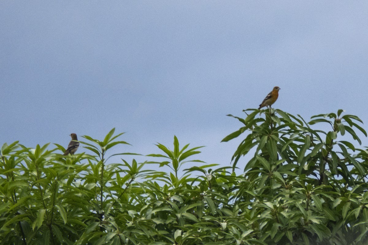 trupiál baltimorský - ML643172639