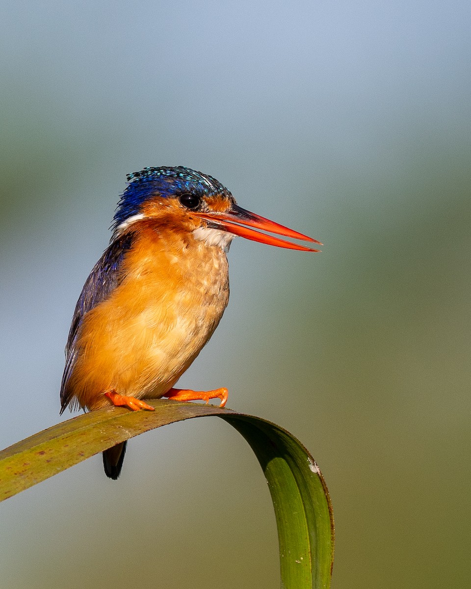 Martin-pêcheur huppé - ML643172651