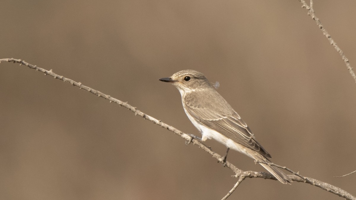 Spotted Flycatcher - ML643172659