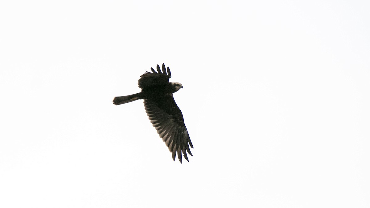 Western Marsh Harrier - ML643172674