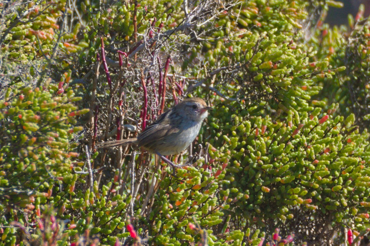 Little Grassbird - ML643172675