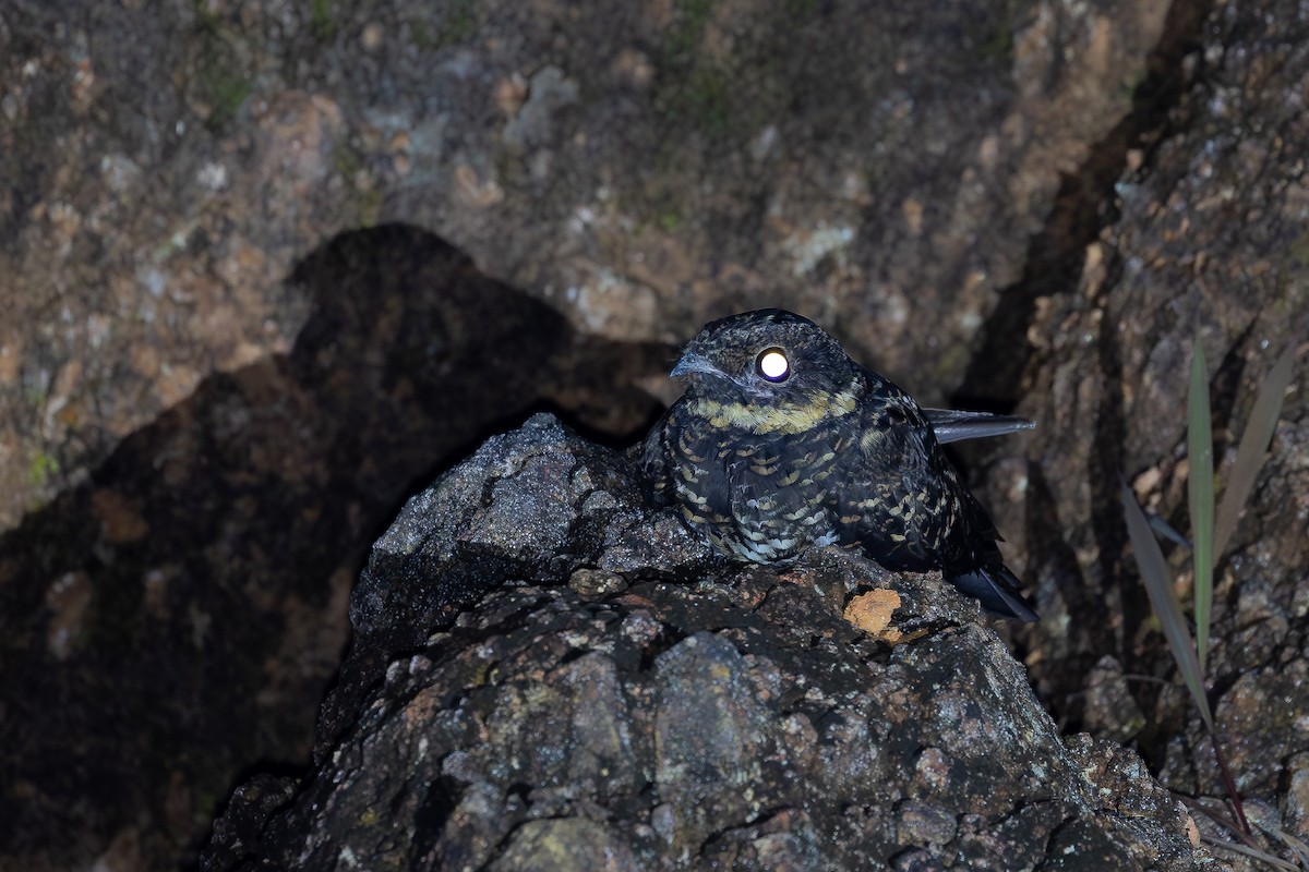 Diabolical Nightjar - ML643172676