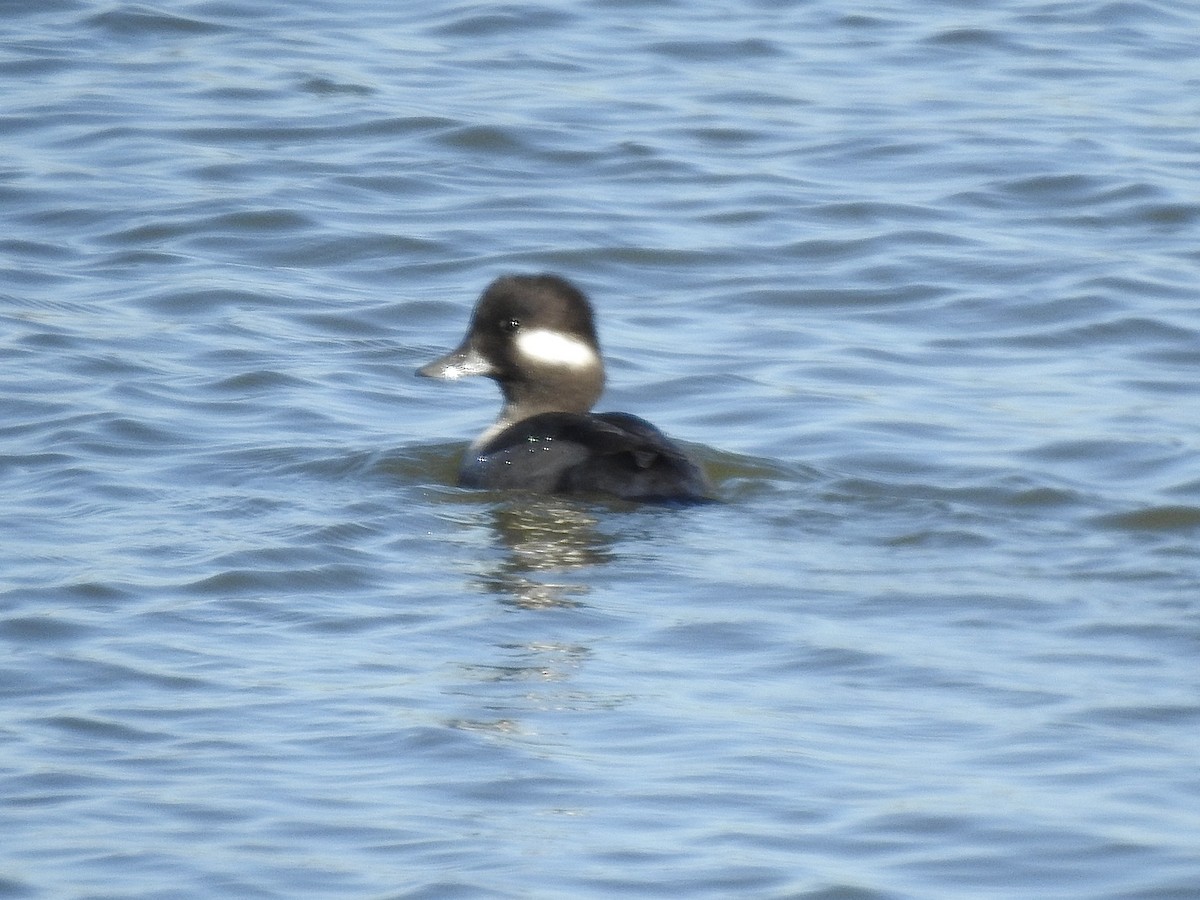 Bufflehead - ML643172681