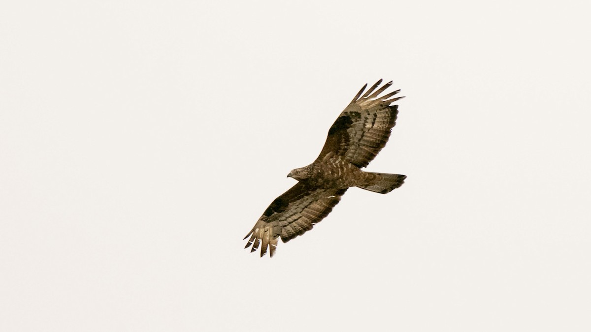 European Honey-buzzard - ML643172686