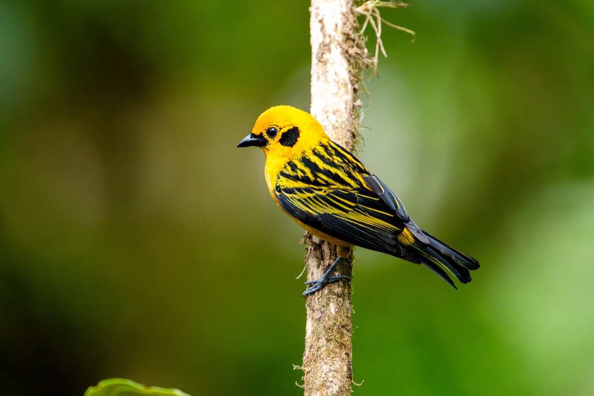 Golden Tanager - ML643172694