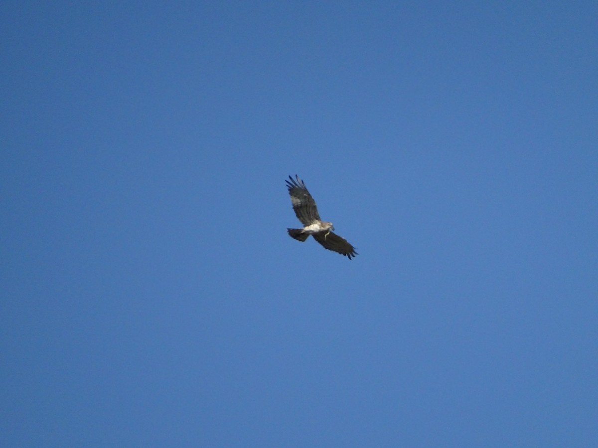 Schlangenadler - ML643172697