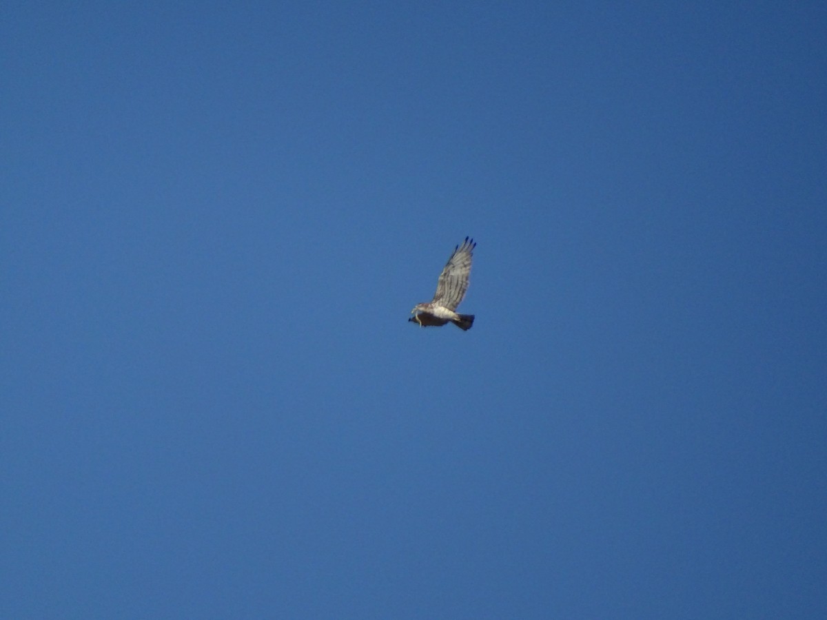 Schlangenadler - ML643172698