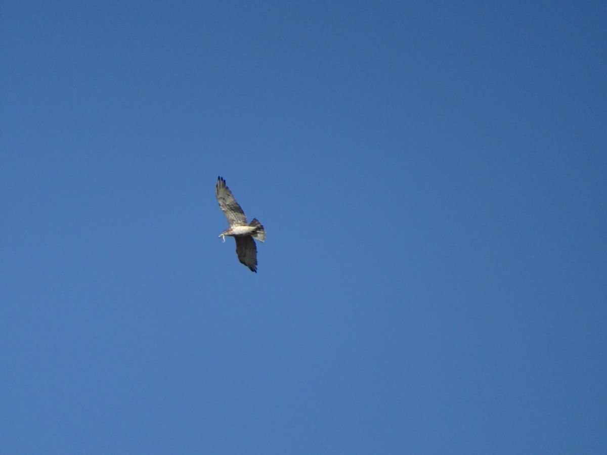Schlangenadler - ML643172699
