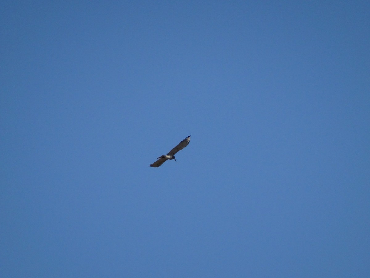 Schlangenadler - ML643172700