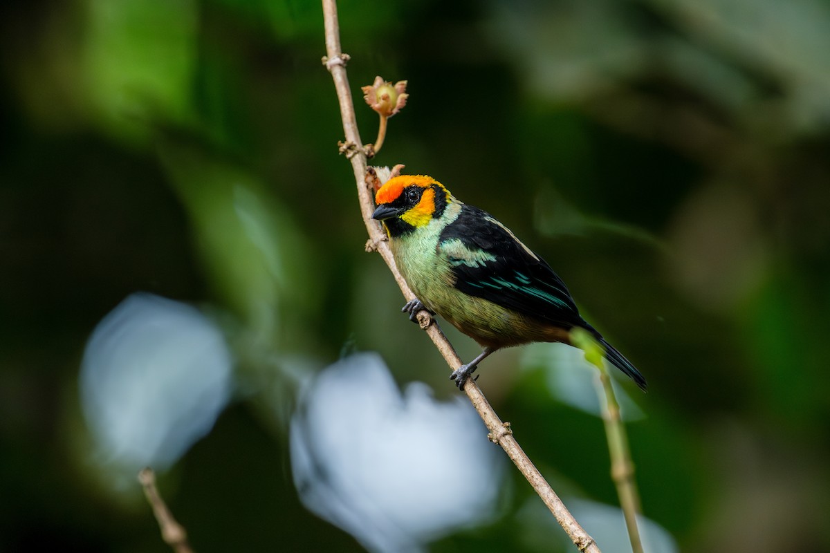 Flame-faced Tanager - ML643172701