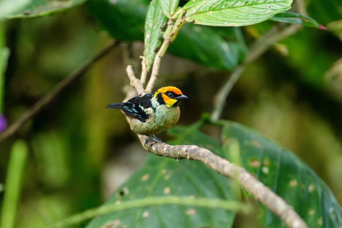 Flame-faced Tanager - ML643172703