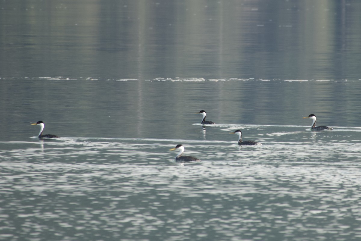 Western Grebe - ML643172706