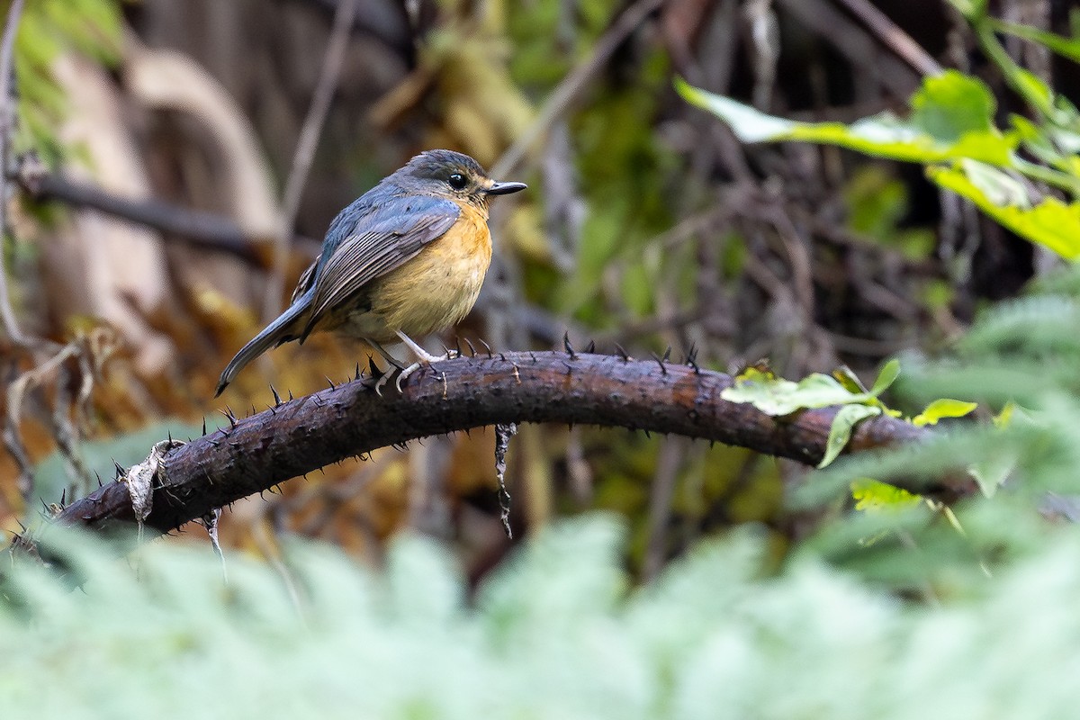 Sulawesi Blue Flycatcher (Sulawesi) - ML643172711