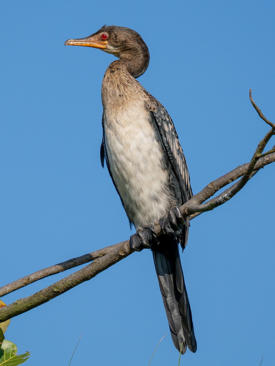 Cormoran africain - ML643172726