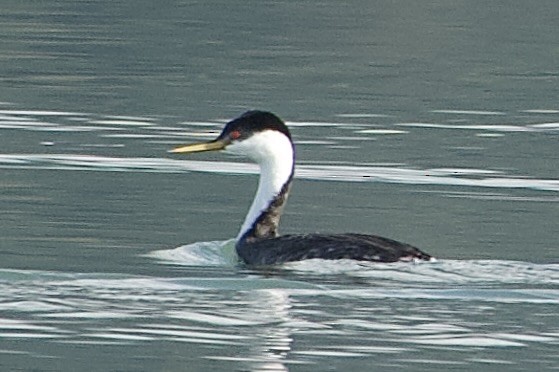 Western Grebe - ML643172731