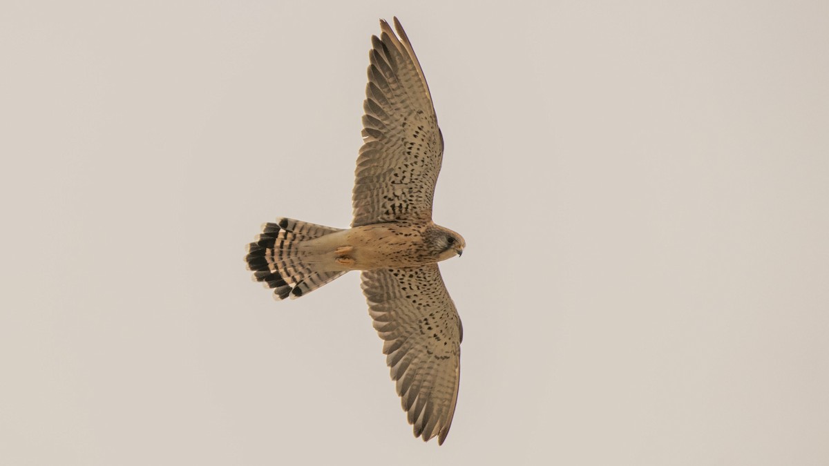 Lesser Kestrel - ML643172734