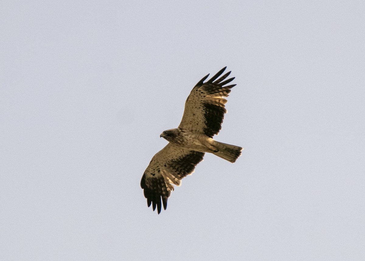Booted Eagle - ML643172756