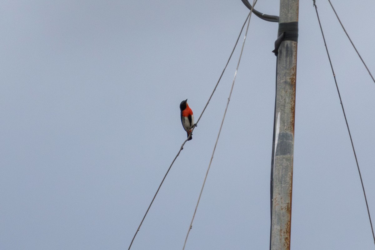 Mistletoebird - ML643172764