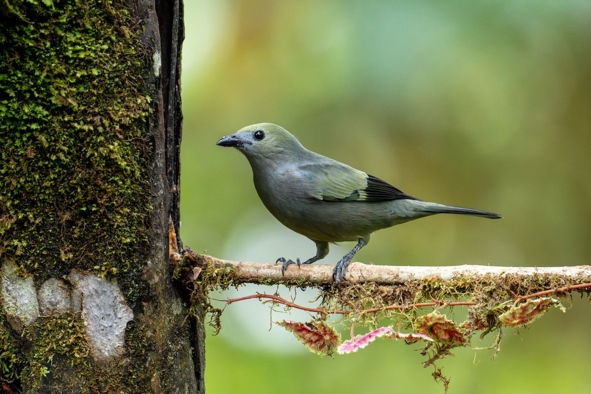 Palm Tanager - ML643172766