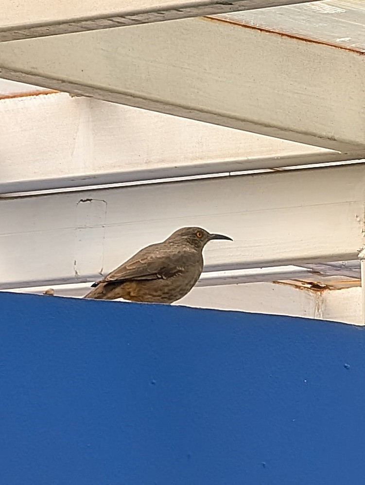 Curve-billed Thrasher - ML643172767