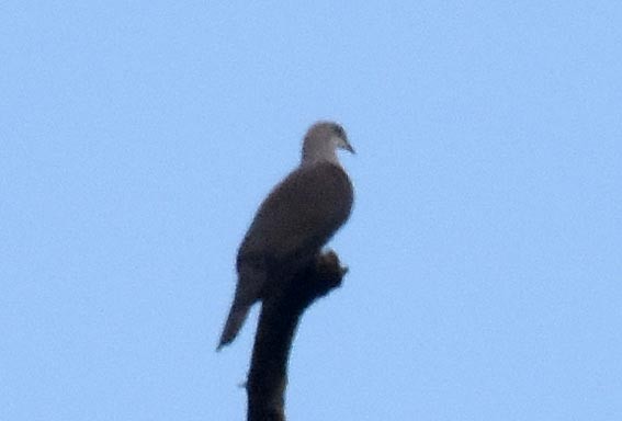 Mountain Imperial-Pigeon - ML643172769