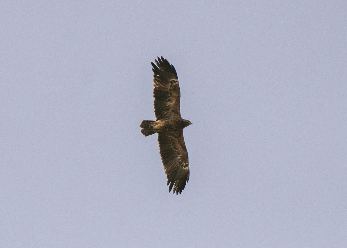 Aquila anatraia minore - ML643172770