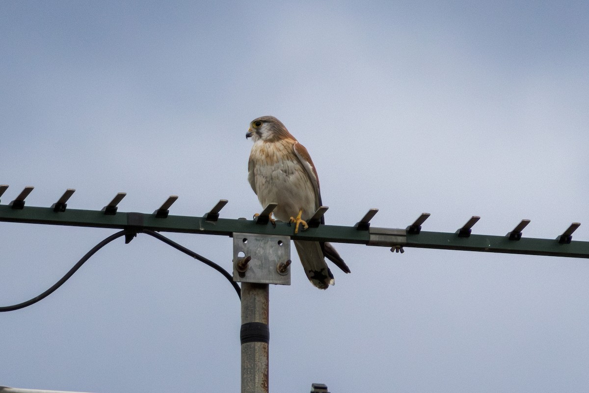 Nankeen Kestrel - ML643172771