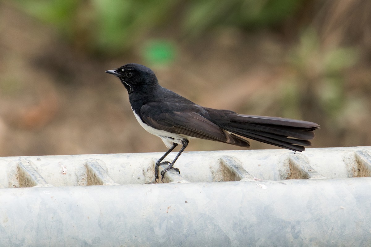 Willie-wagtail - ML643172772