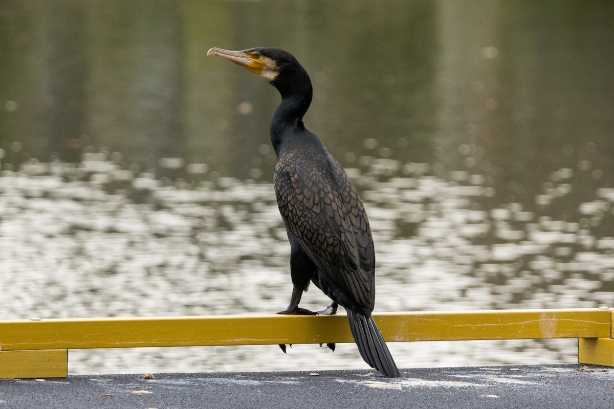 Cormorano - ML643172778