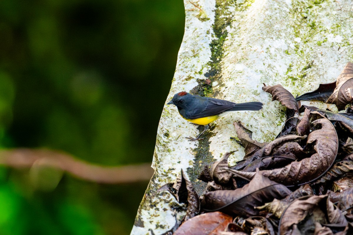 Slate-throated Redstart - ML643172779