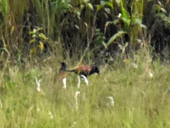 Greater Coucal - ML643172780