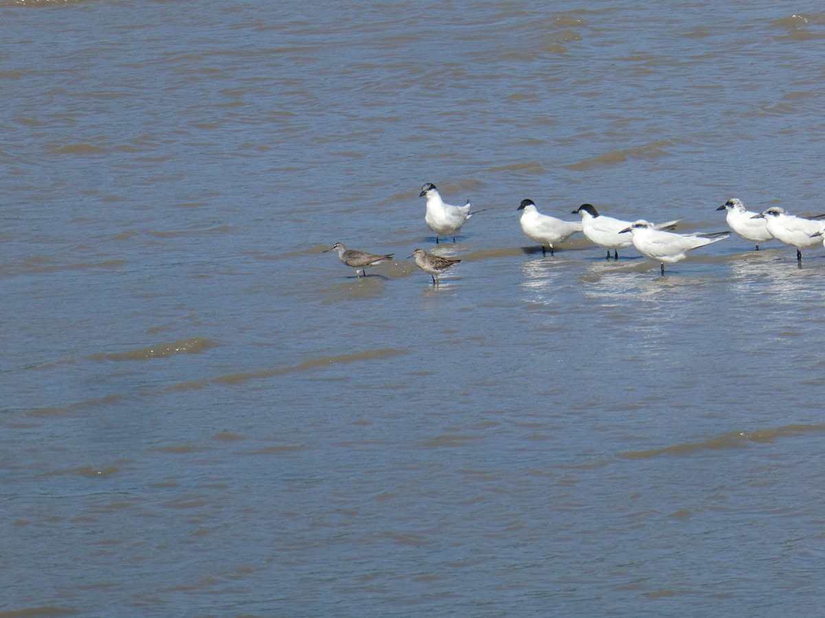 Australian Tern - ML643172781