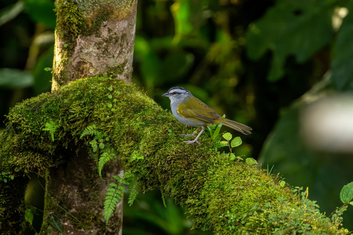 Black-striped Sparrow - ML643172784