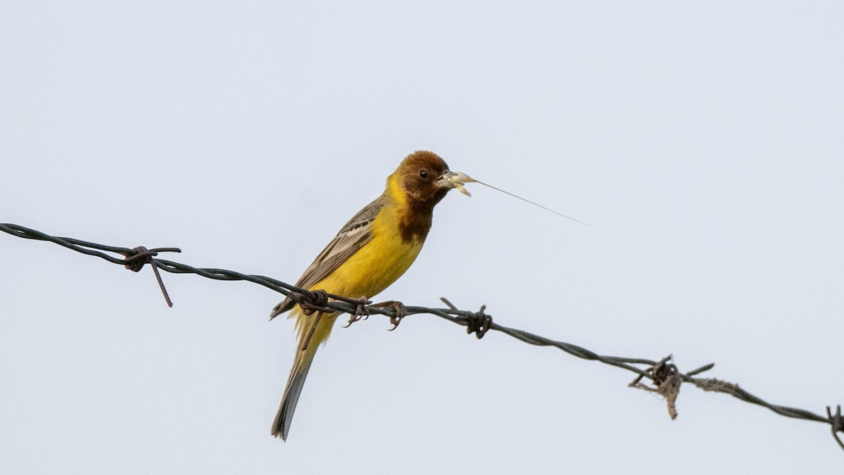 Zigolo testaranciata - ML643172785