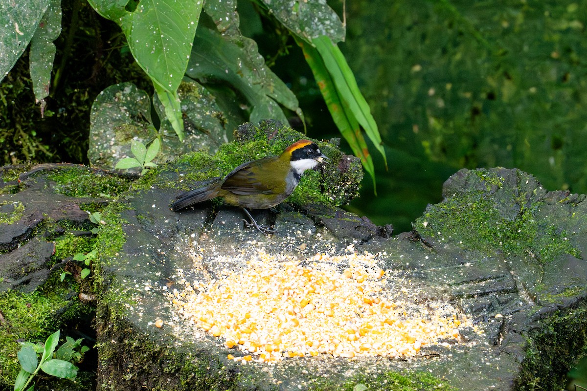 Chestnut-capped Brushfinch - ML643172791