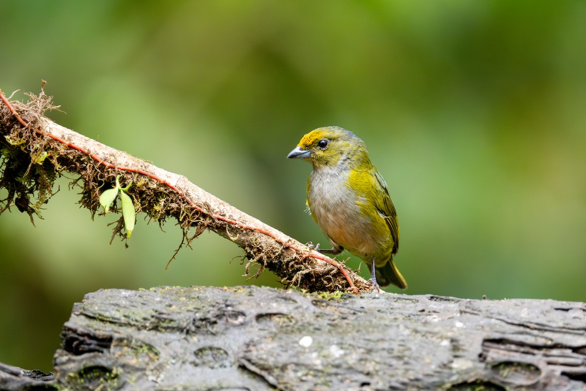 Orange-bellied Euphonia - ML643172794