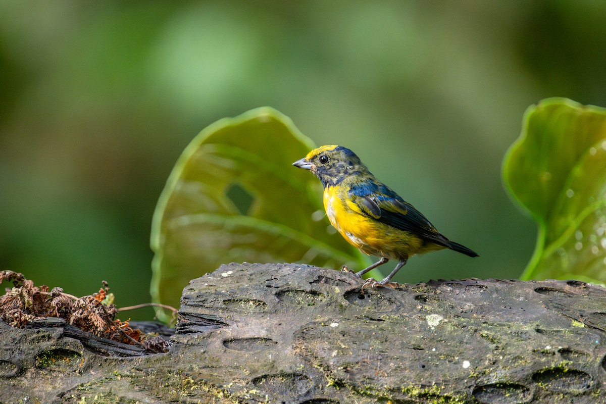 Orange-bellied Euphonia - ML643172795