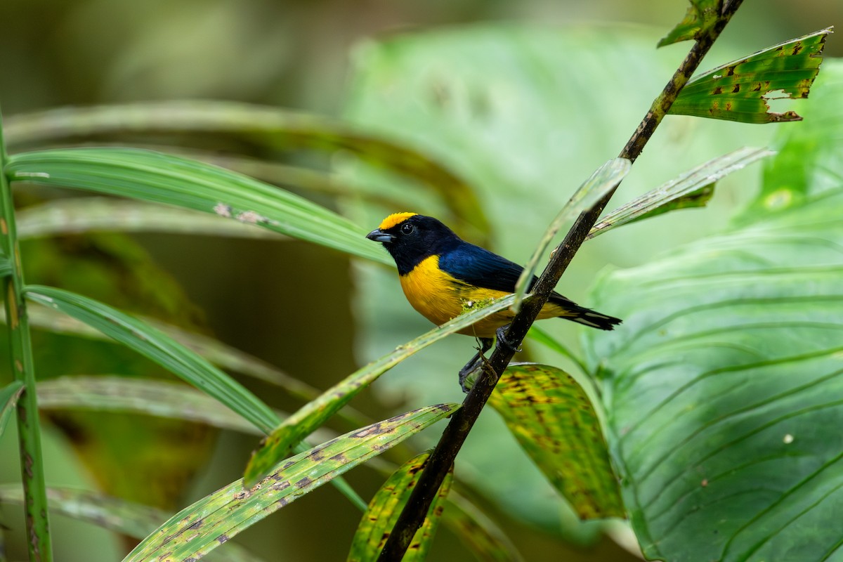 Orange-bellied Euphonia - ML643172796