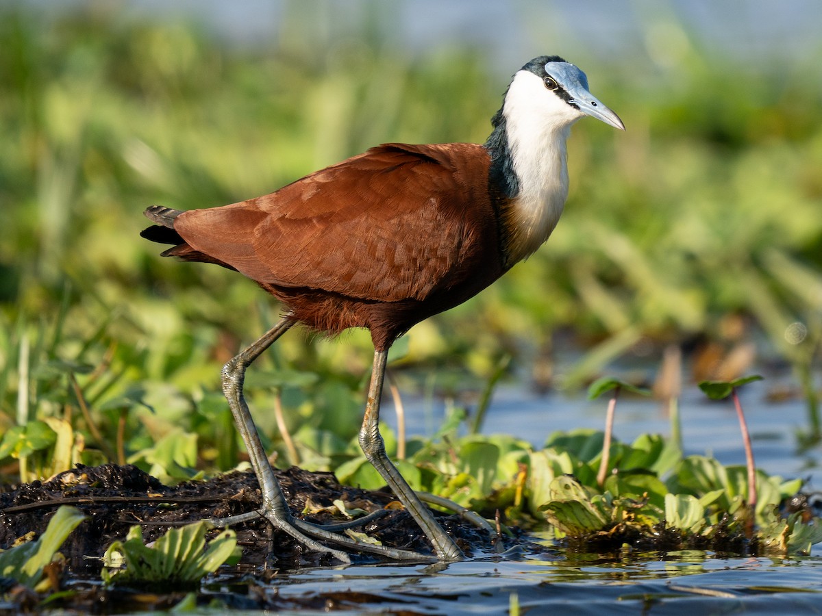 African Jacana - ML643172797