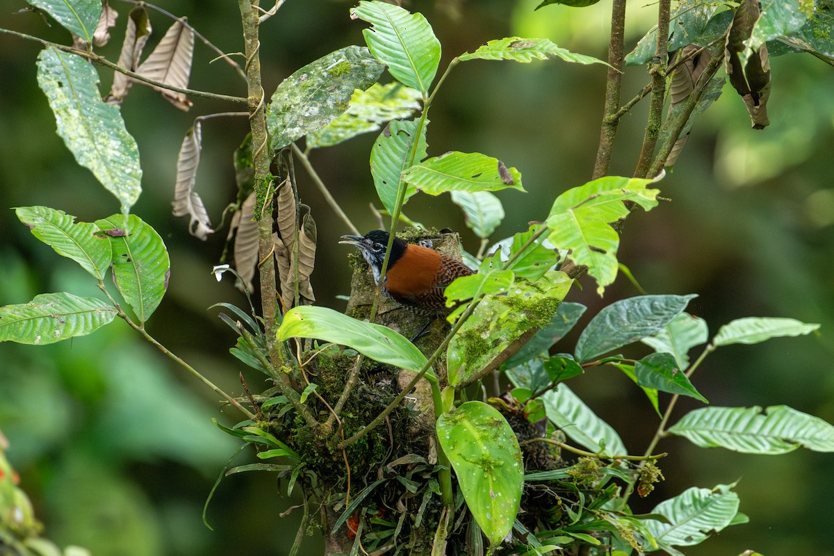 Bay Wren - ML643172798