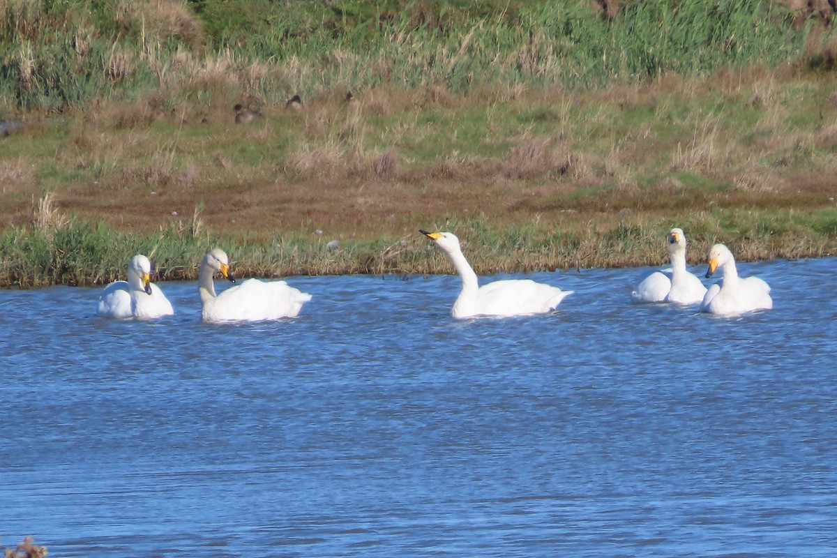 Cygne chanteur - ML643172799