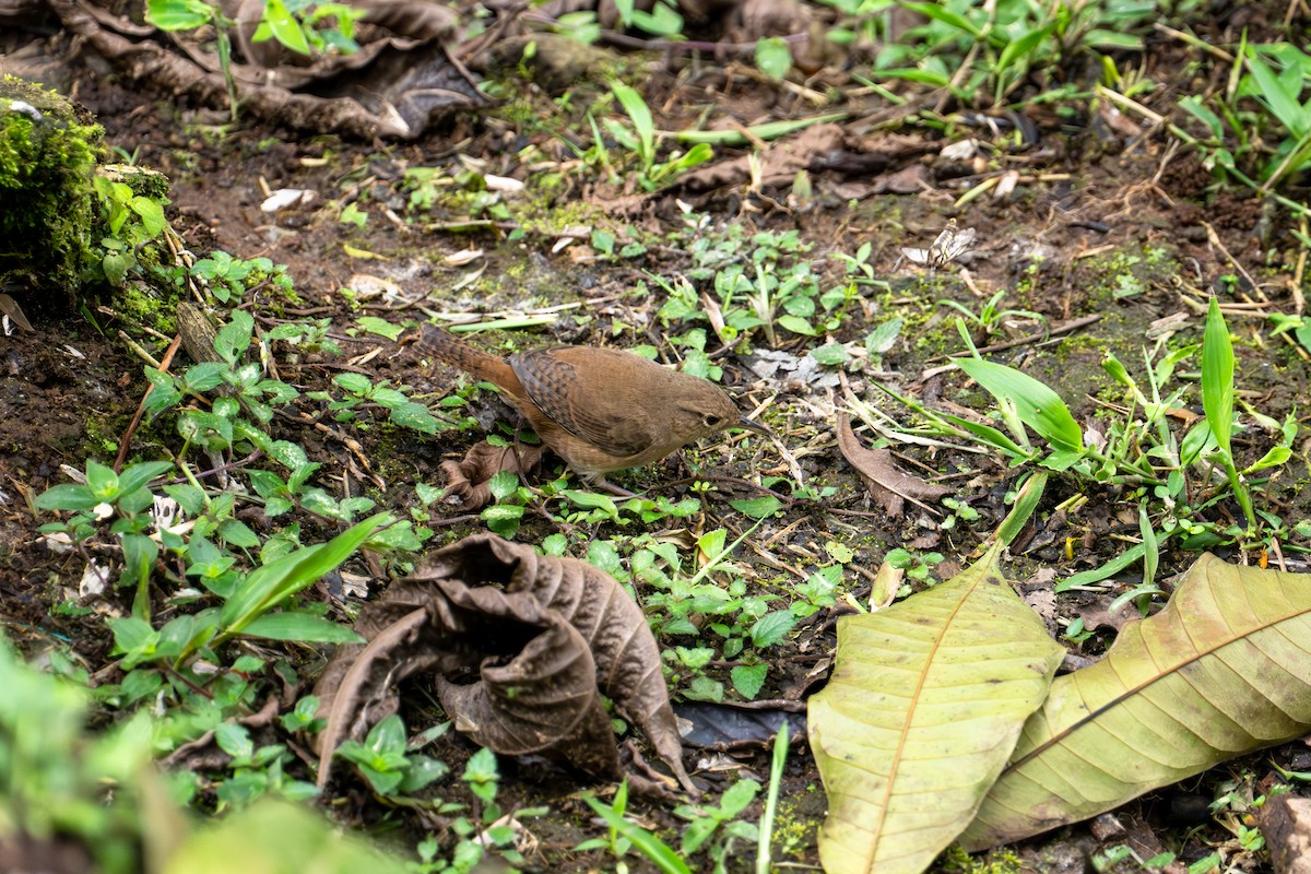 Southern House Wren - ML643172800