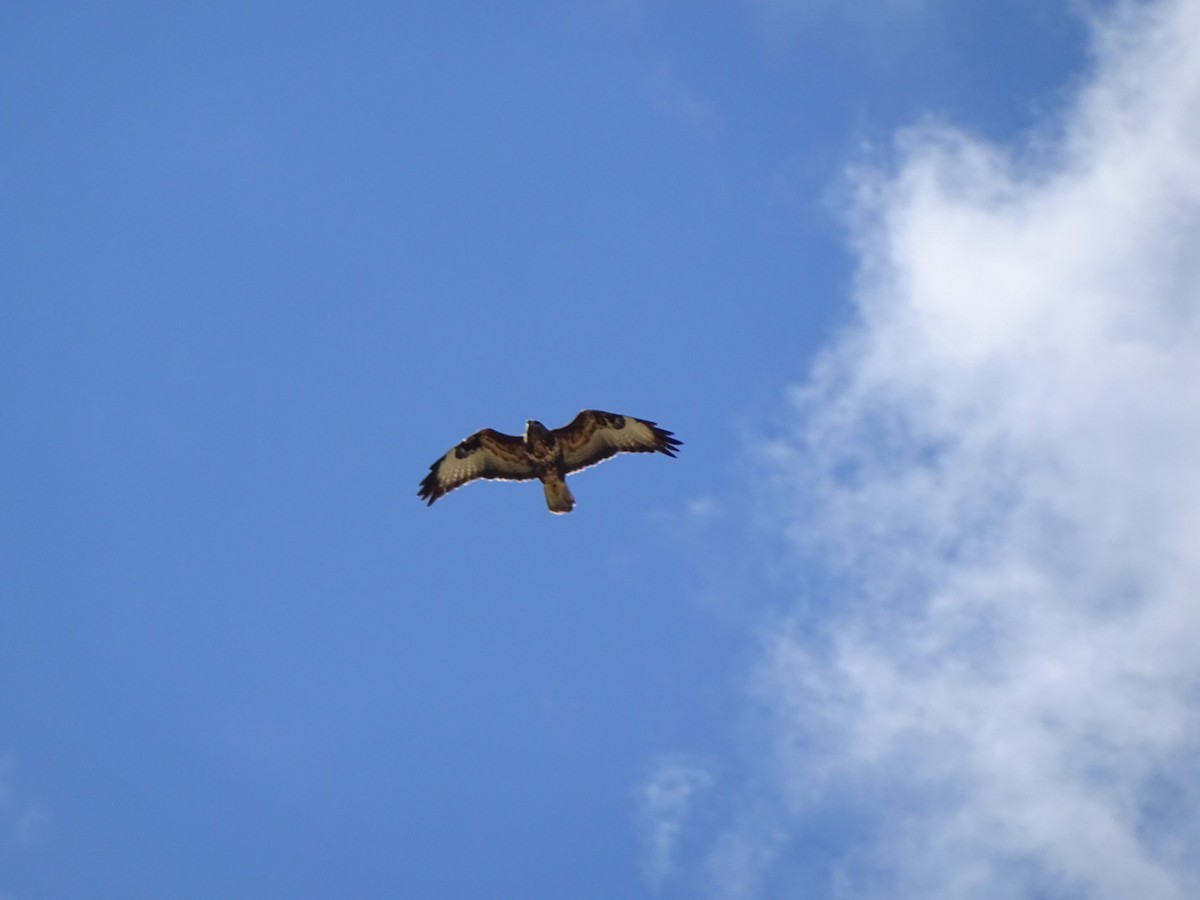 Buse variable - ML643172801