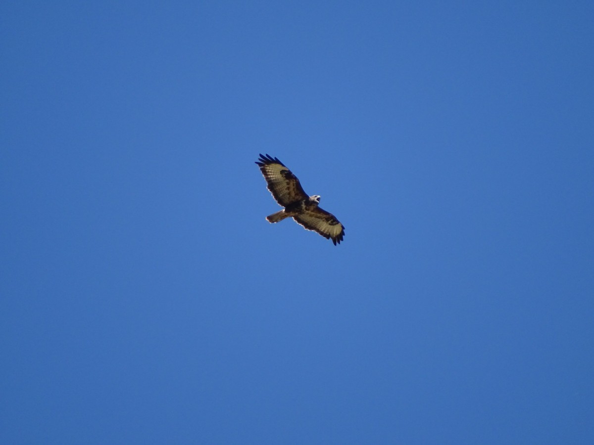 Buse variable - ML643172802