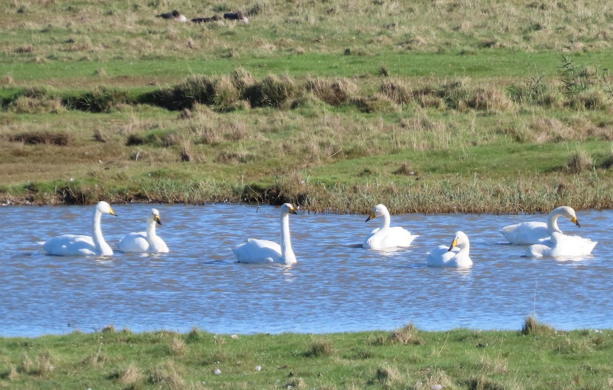Cygne chanteur - ML643172805