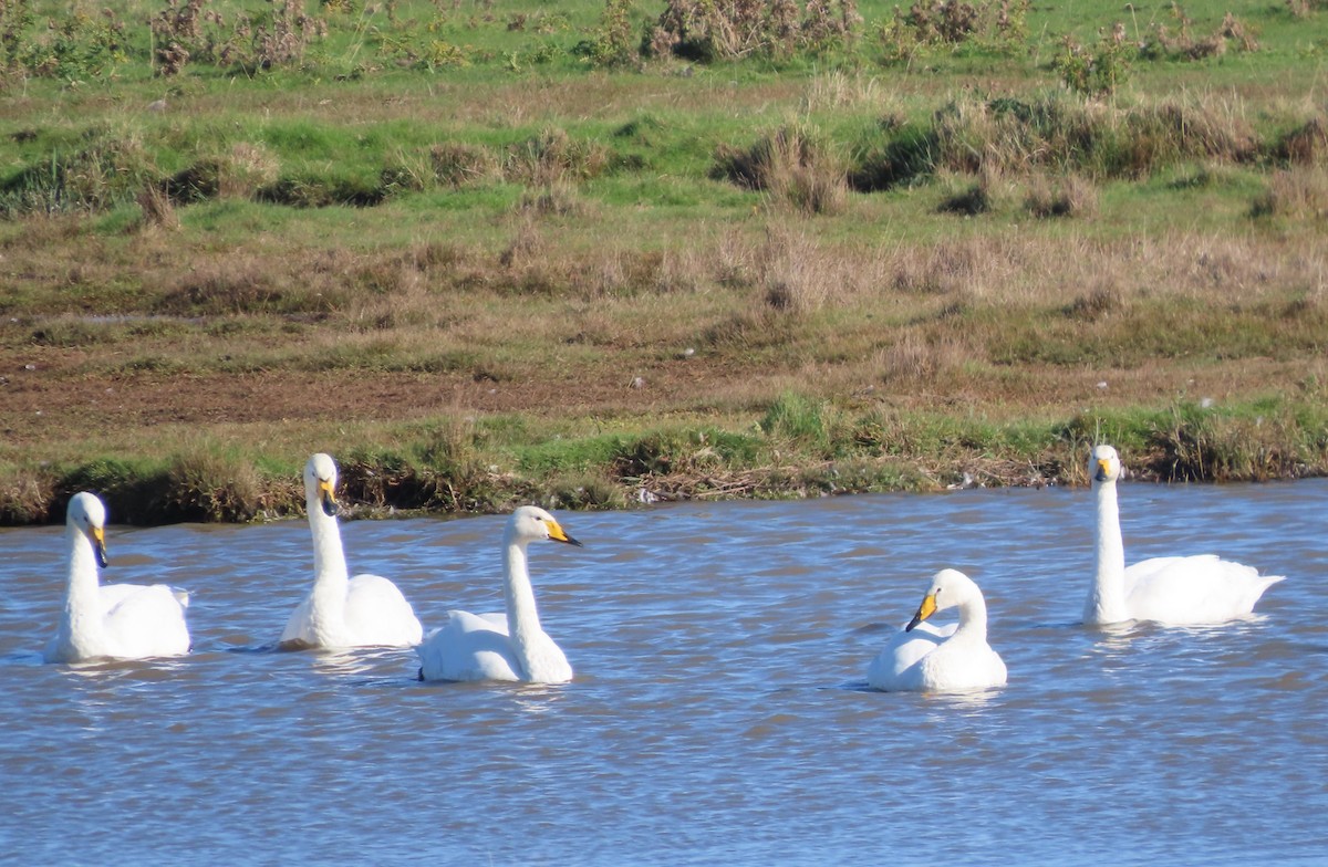 Cygne chanteur - ML643172820