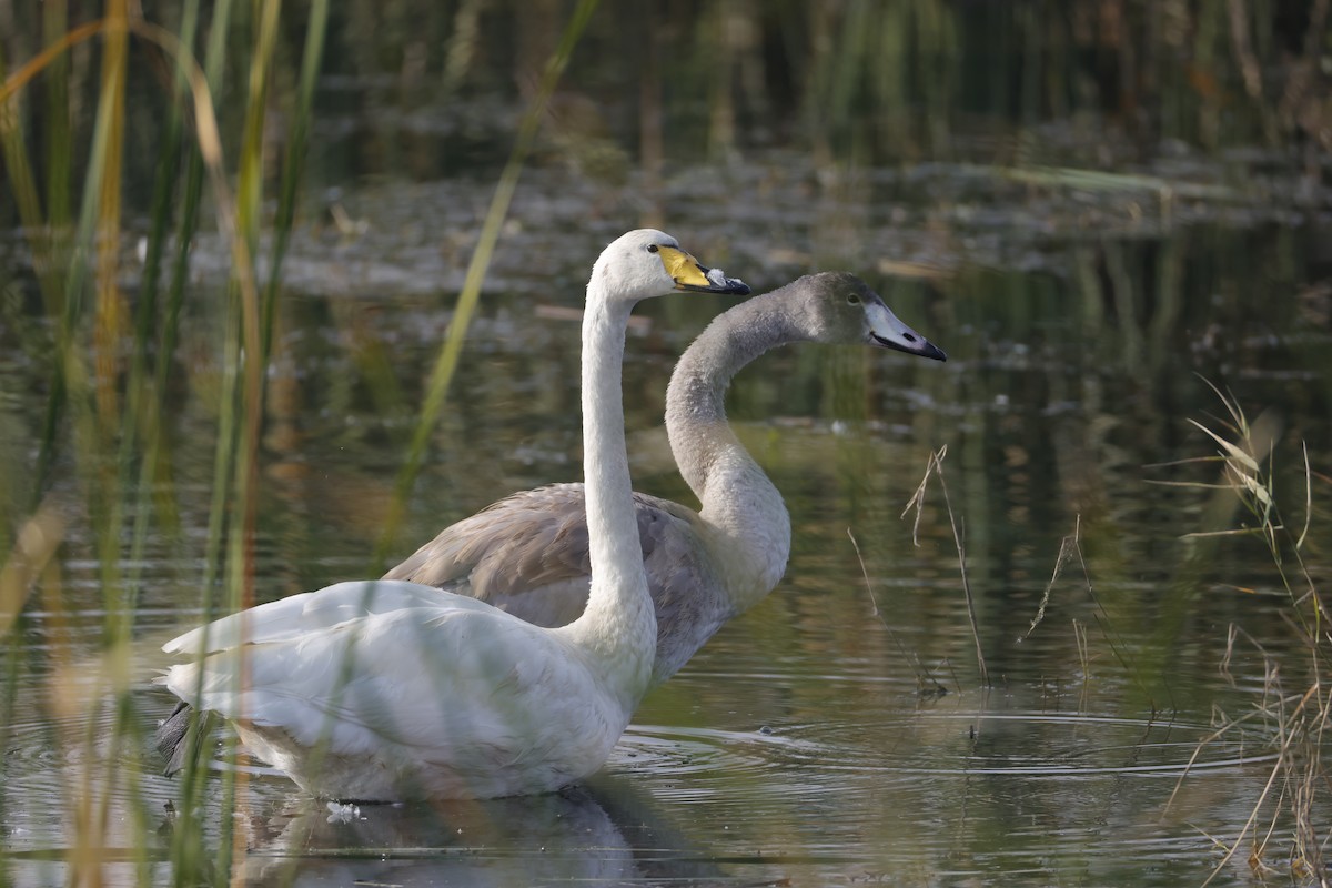 Cygne chanteur - ML643172822