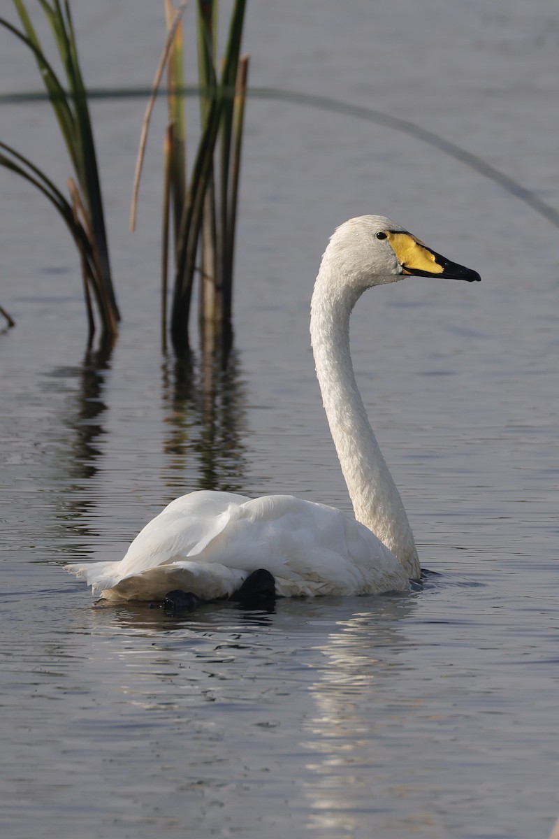 Cygne chanteur - ML643172823