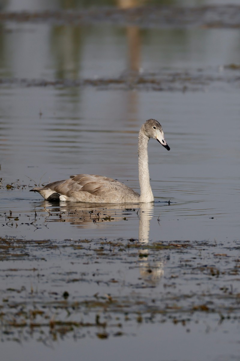 Cygne chanteur - ML643172824